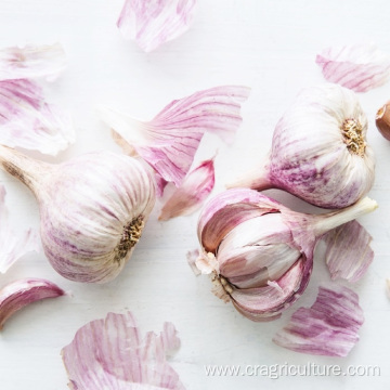 Fresh Red Garlic Seeds Factory Supply